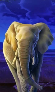 African Elephant